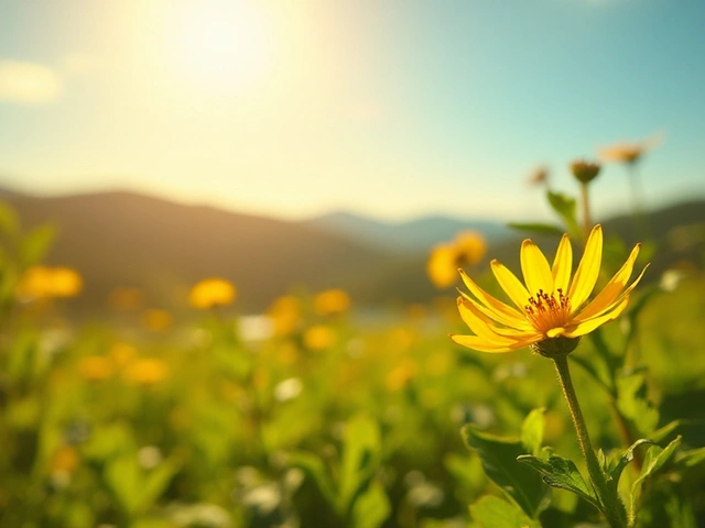 Boost Your Health with Golden Ragwort: The Natural Wonder Supplement