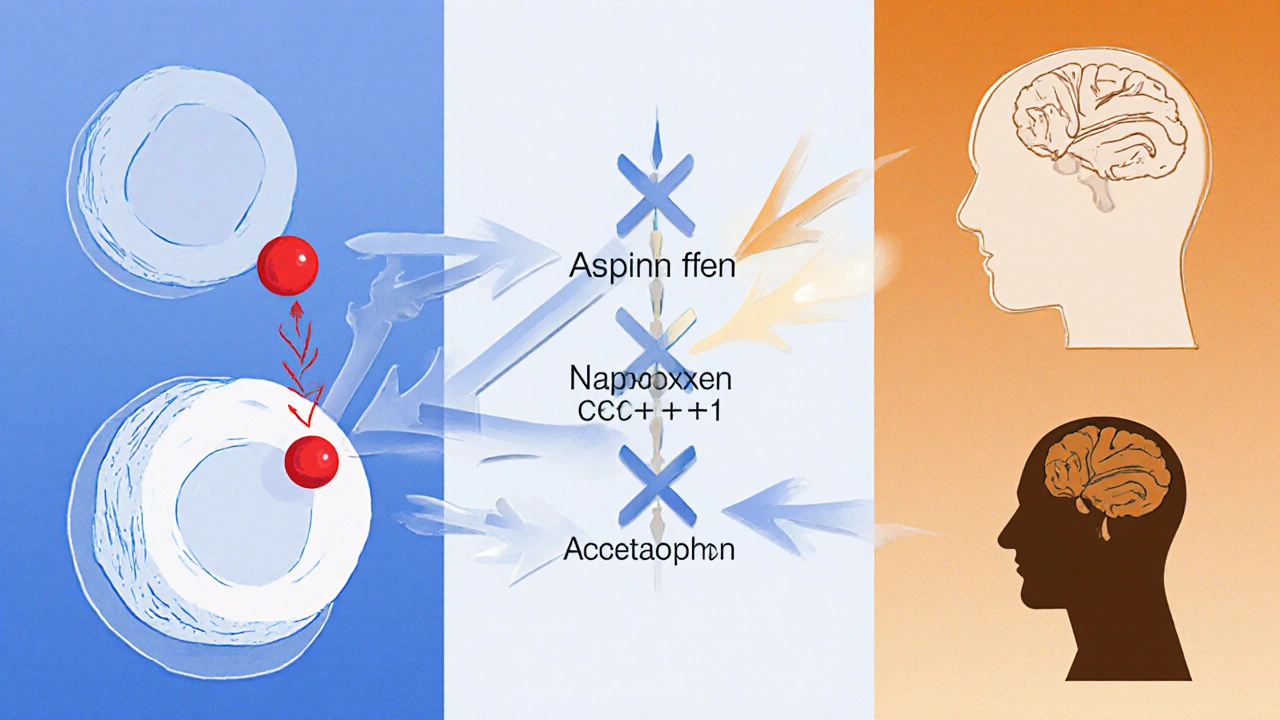 Medical illustration showing aspirin blocking COX‑1 in a platelet, with comparative panels for ibuprofen, naproxen, and acetaminophen.